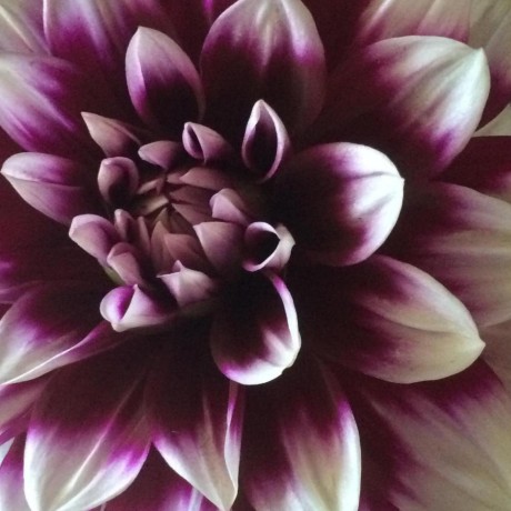 Wolfywin Rebecca Tinchon Github - Vintage Illustration Collection - 8K Quality