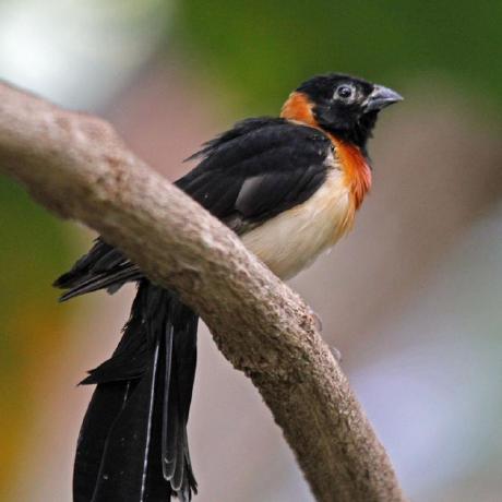 Github Fmontserrat Birdbuddyexplorer - Geometric Patterns - Incredible 4K Collection