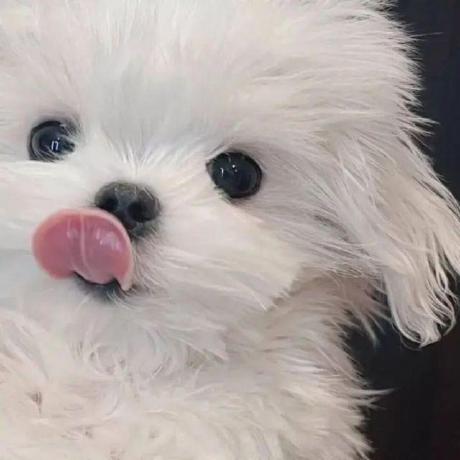 Github Berumotto Vermouth Maml Elegant Pytorch Implementation Of - Best Geometric Wallpapers in Desktop