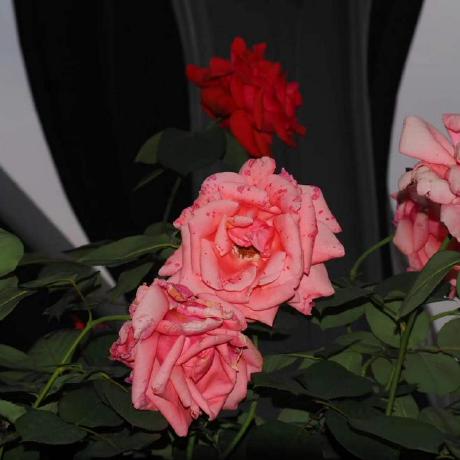 Tian Ge Github - Geometric Textures - Professional Full HD Collection