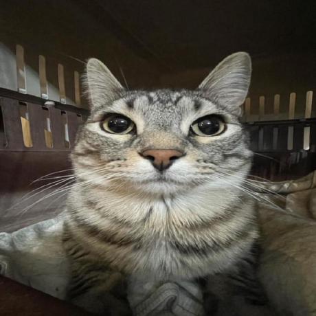 Github Xyzjonas Konica Demo - Landscape Design Collection - Desktop Quality