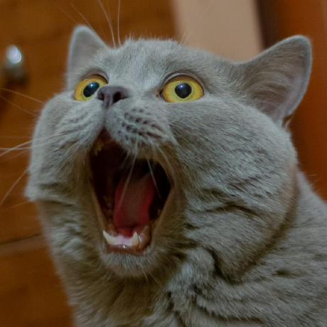 Pedro Chaves Github - 8K Mountain Designs for Desktop