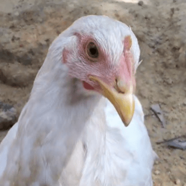 Alisson Ferro Alisson Ferro De Souza Github - 8K Geometric Images for Desktop