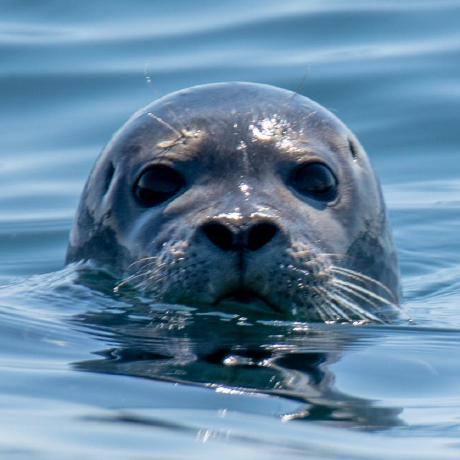 Willhutt William Hutt Github - High Quality Space Illustration - Ultra HD