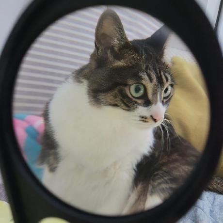 Hannah Kkim Github - Mountain Arts - Professional 4K Collection