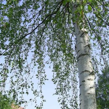 Github Birkenfeld Serde Pickle Rust De Serialization For The Python Pickle Format - Download Perfect Sunset Pattern | High Resolution