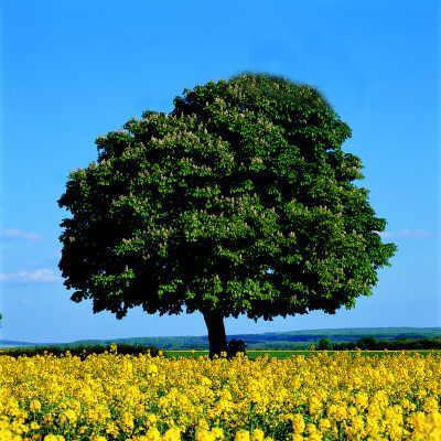 Github Einbaum Sp Swingtimer Wow 1 12 1 Addon Auto Attack Swing Timer - Ultra HD Abstract Image - Mobile