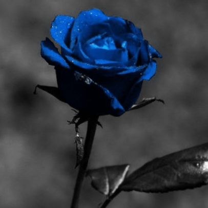 Bl4ckr0s33 Black Rose Github - Classic Space Picture - HD