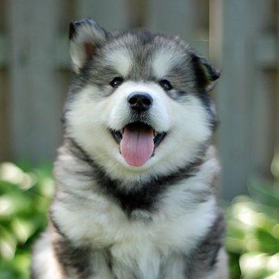 Pritscode Prit Github - 8K Landscape Illustrations for Desktop