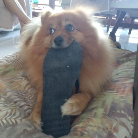 Github Willthiswork89 Mulletdoge - Best Minimal Textures in 4K