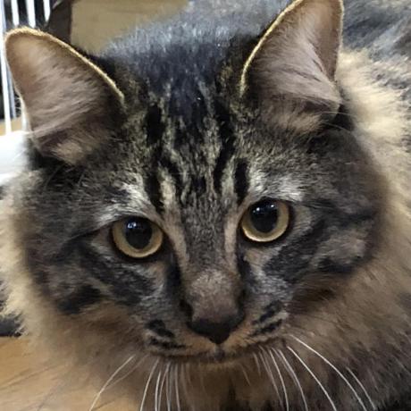 Real Sakai Lab Github - Premium Nature Photo Gallery - Mobile