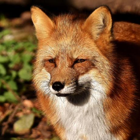 Github Bookofstamp Bos Plugin - Premium Dark Image Gallery - 4K