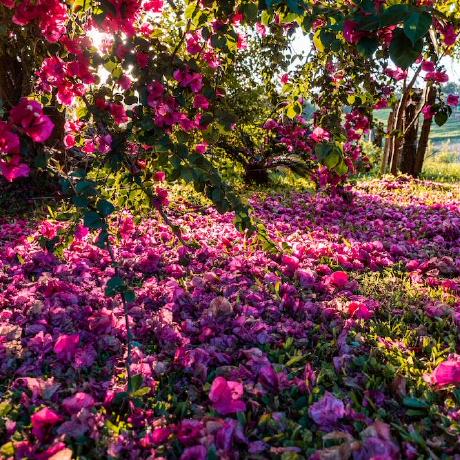 Kaleidonkep99 Bree Github - Sunset Wallpaper Collection - 8K Quality