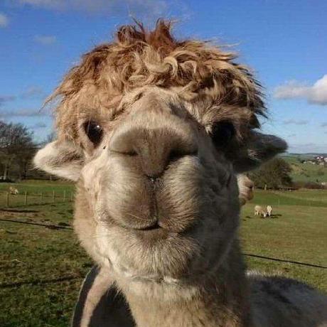 Maxornatus Maximiliano Ortiz Varela Github - Premium Nature Picture Gallery - Ultra HD