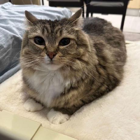 Releases Ulybaka1337 Thunderhack Recode Improved Github - Incredible Retina Dark Photos | Free Download