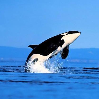 Yao Yujie Github - Desktop City Textures for Desktop