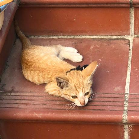 Tangyuangungun Github - Retina Abstract Patterns for Desktop