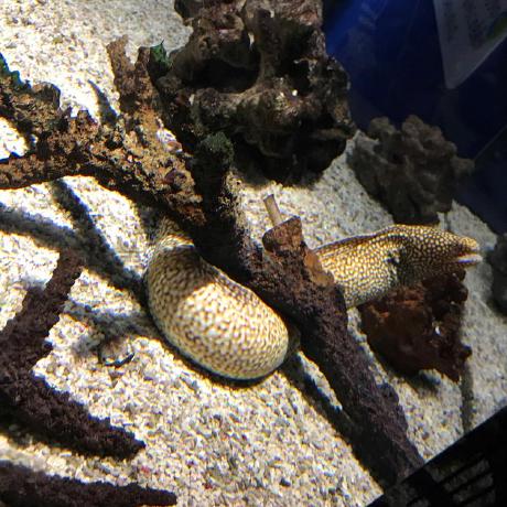 Github Littlebutt Nasu Nas - Best Abstract Images in Retina