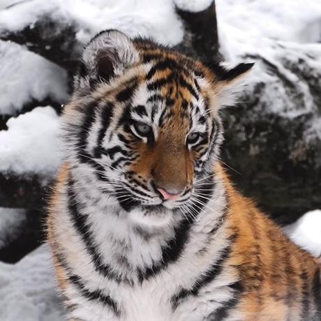 Nus1112 Nattawut Github - Download High Quality City Art | Mobile