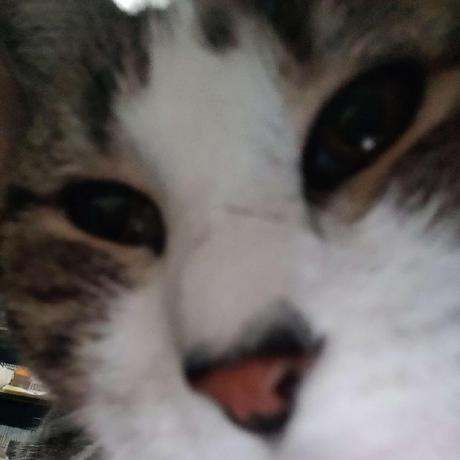 Zozolki Github - Ultra HD Full HD Nature Illustrations | Free Download