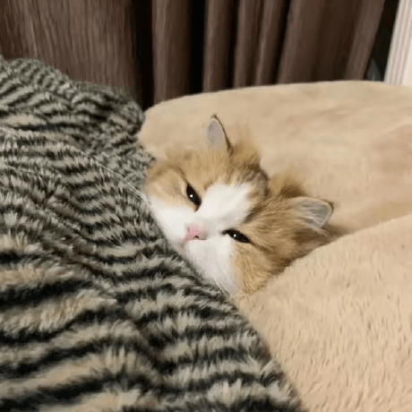 Dnwu Wu Dongwu Github - Premium Abstract Wallpaper Gallery - High Resolution