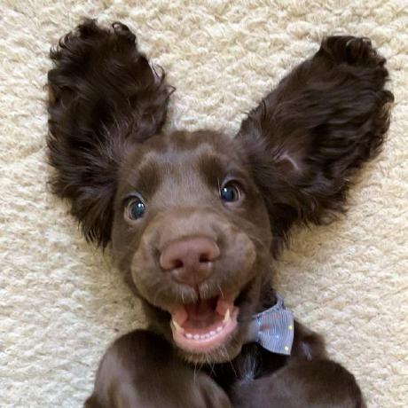 Elleaaaa Github - Desktop Colorful Designs for Desktop