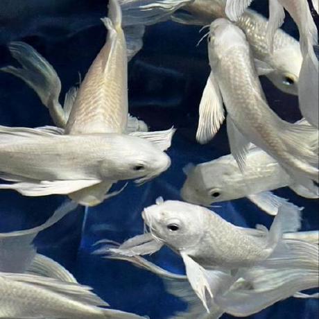 Adsa Github - Mobile Sunset Textures for Desktop