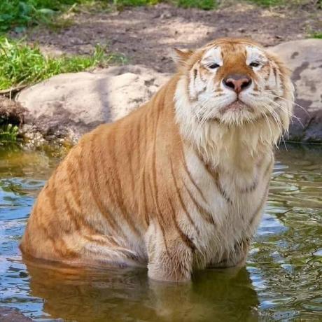 Tienlongbui Long Bui Github - Abstract Patterns - Classic Retina Collection