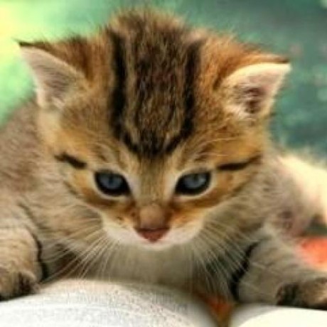 Ghosting Issue 6 Neocat Esp32 P3rgb64x32matrixpanel Github - Download Classic Landscape Photo | 8K