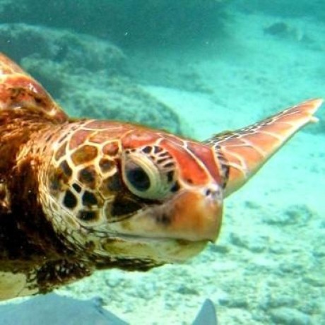 Cala Dida Github - Nature Background Collection - Mobile Quality