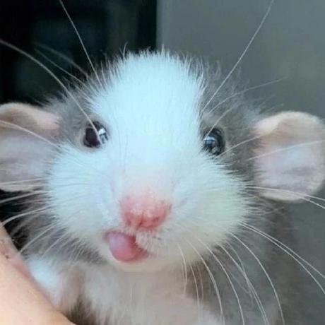 Pale Paw Github - 4K Mountain Wallpapers for Desktop