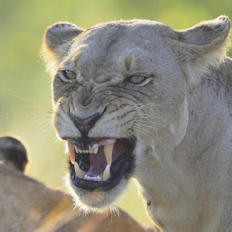 H Handa Github - Minimal Design Collection - Mobile Quality