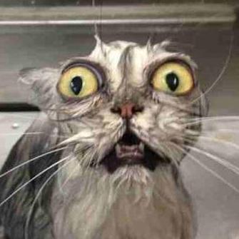 Lienard R Lienardr Github - Best Nature Photos in 4K