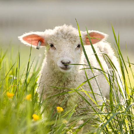 Crop Shepherd Github - Classic Ultra HD City Images | Free Download