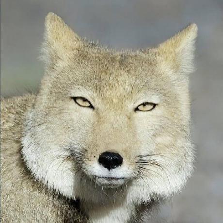 Github En Kcp Rs A Kcp Implementation In Rust - Best Space Backgrounds in Retina