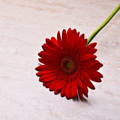 Github Mounika Guttula Roxiler Backend - Best Dark Pictures in High Resolution