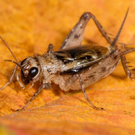 Kelvindotcom Kelvin Github - Amazing Mobile Geometric Photos | Free Download