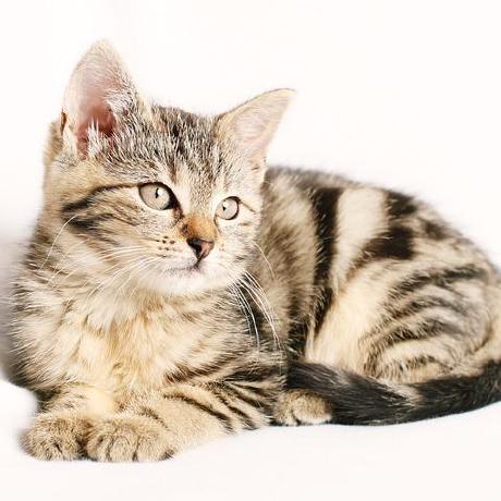 Devteam Tecnojr Github - Space Illustration Collection - Desktop Quality