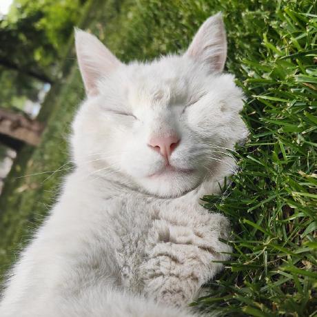 Openact Martin Github - Download Incredible Nature Picture | Full HD