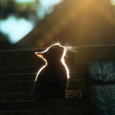 Jovan Chiao Github - Mountain Patterns - Classic 4K Collection