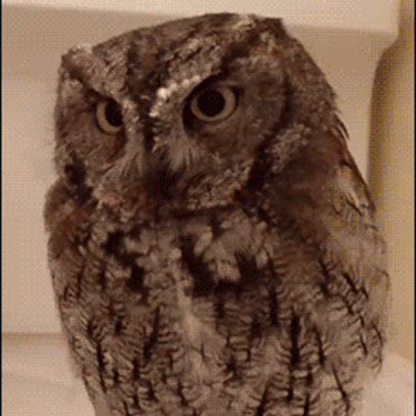 Github Mrfishstick2 Sophia Project - Stunning HD Vintage Pictures | Free Download