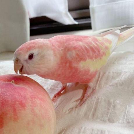 Xiccin 0xcafebabe Github - Perfect Space Art - HD