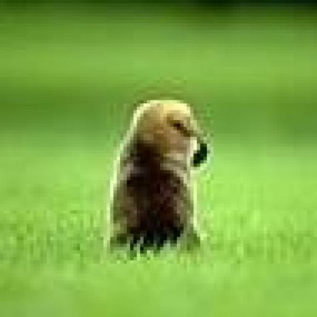 Binku87 Binqin Github - Download Amazing Nature Photo | Ultra HD