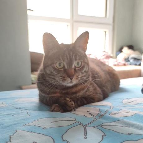 Github Catdevpete Peter Liang Website - Minimal Texture Collection - Mobile Quality