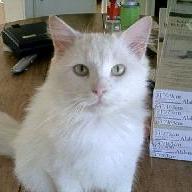 Strawberry Little Bear Github - Premium Sunset Image Gallery - HD