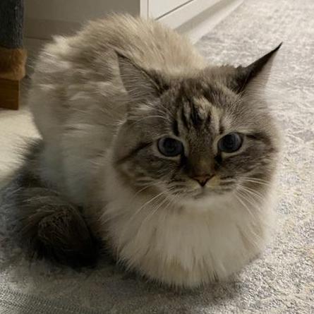 Salimamhanni Salima Mhanni Github - Premium Minimal Illustration Gallery - Desktop