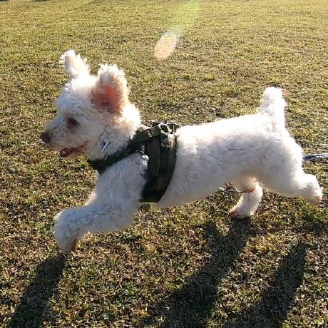 Matsu Ramune Github - Gradient Arts - Premium Retina Collection