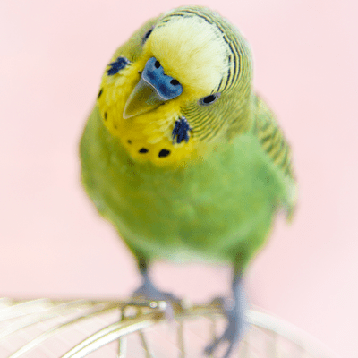 Andranistor Andra Github - HD Nature Designs for Desktop