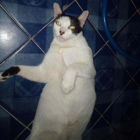 Plank Kitten Github - Minimal Photos - Creative Ultra HD Collection