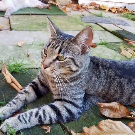 Github Puyodead1 Heistproject Decompiled And Fixed Version Of - Gorgeous Colorful Art - Full HD